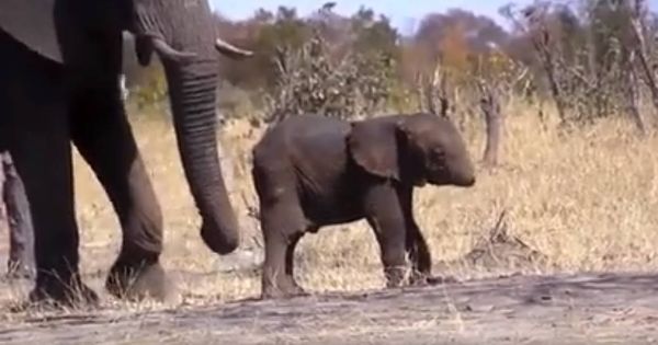 Foto: El bebé elefante, sin trompa, junto a un ejemplar adulto (Imagen: Youtube / Faisal B. Khan)