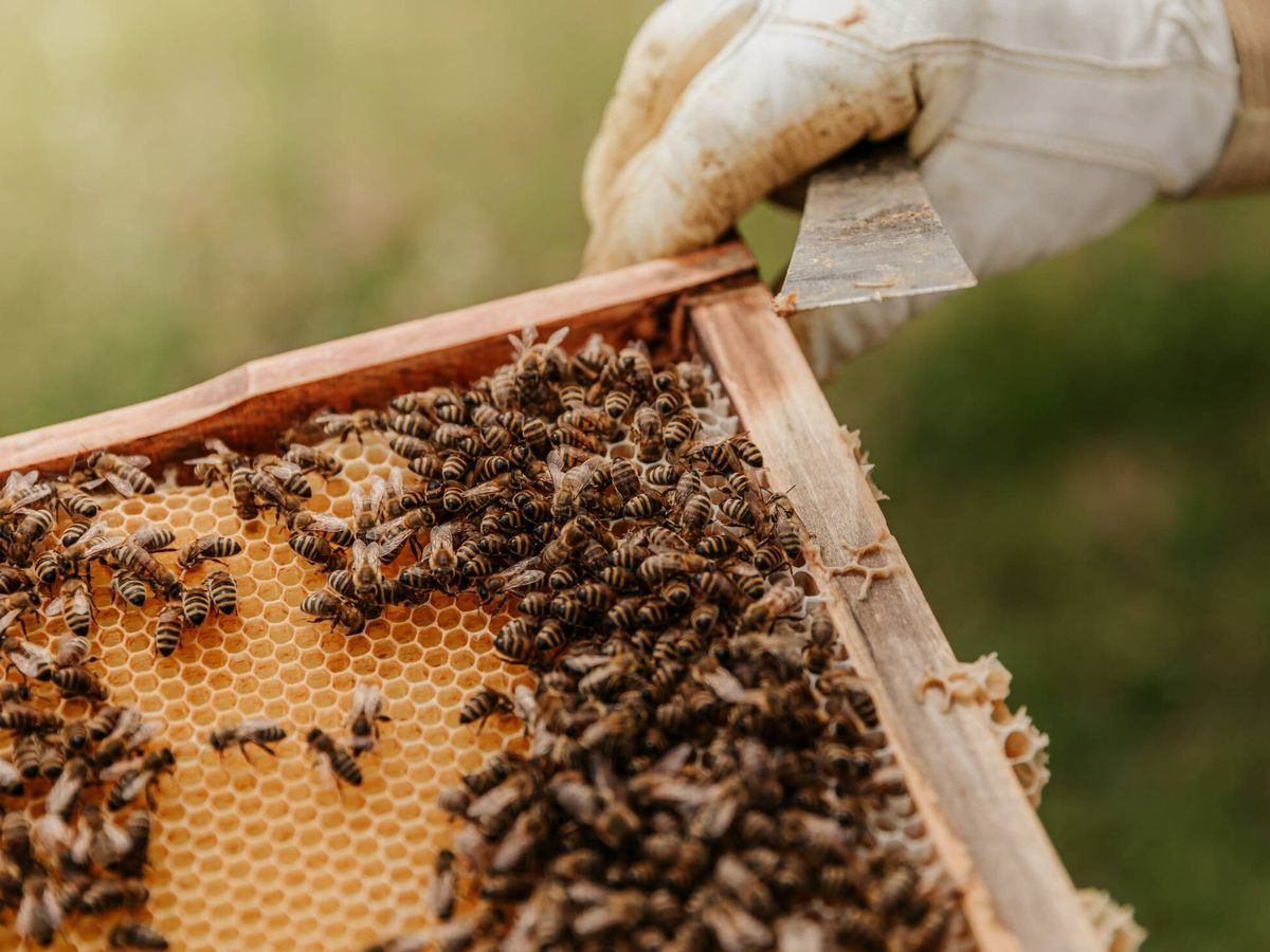 Foto: Las abejas son susceptibles al uso del sulfoxaflor. (Unsplash)