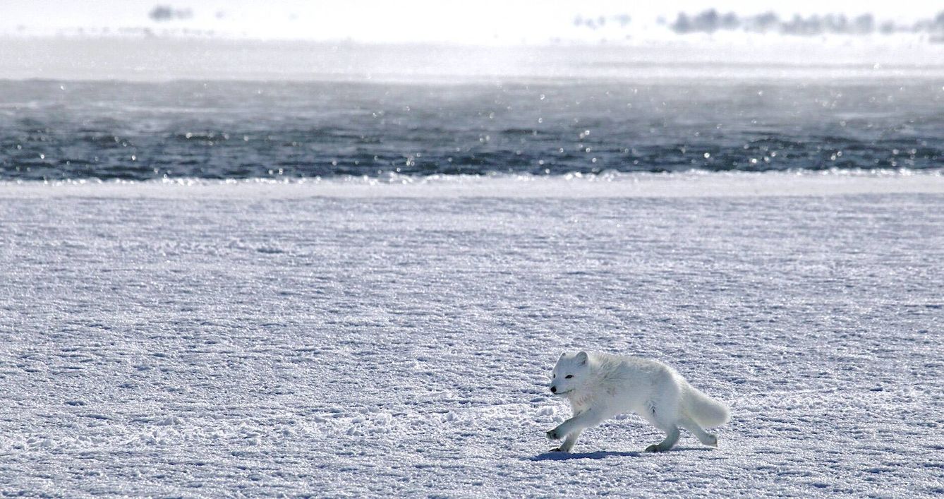 Un zorro Ártico Corriendo sobre el mar helado. (Andoni Canela)