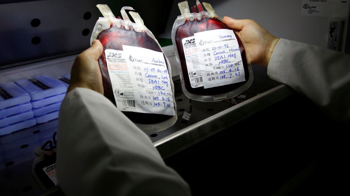 ¿Adiós al dopaje con transfusión? Expertos descubren cómo medir la 'edad' de la sangre