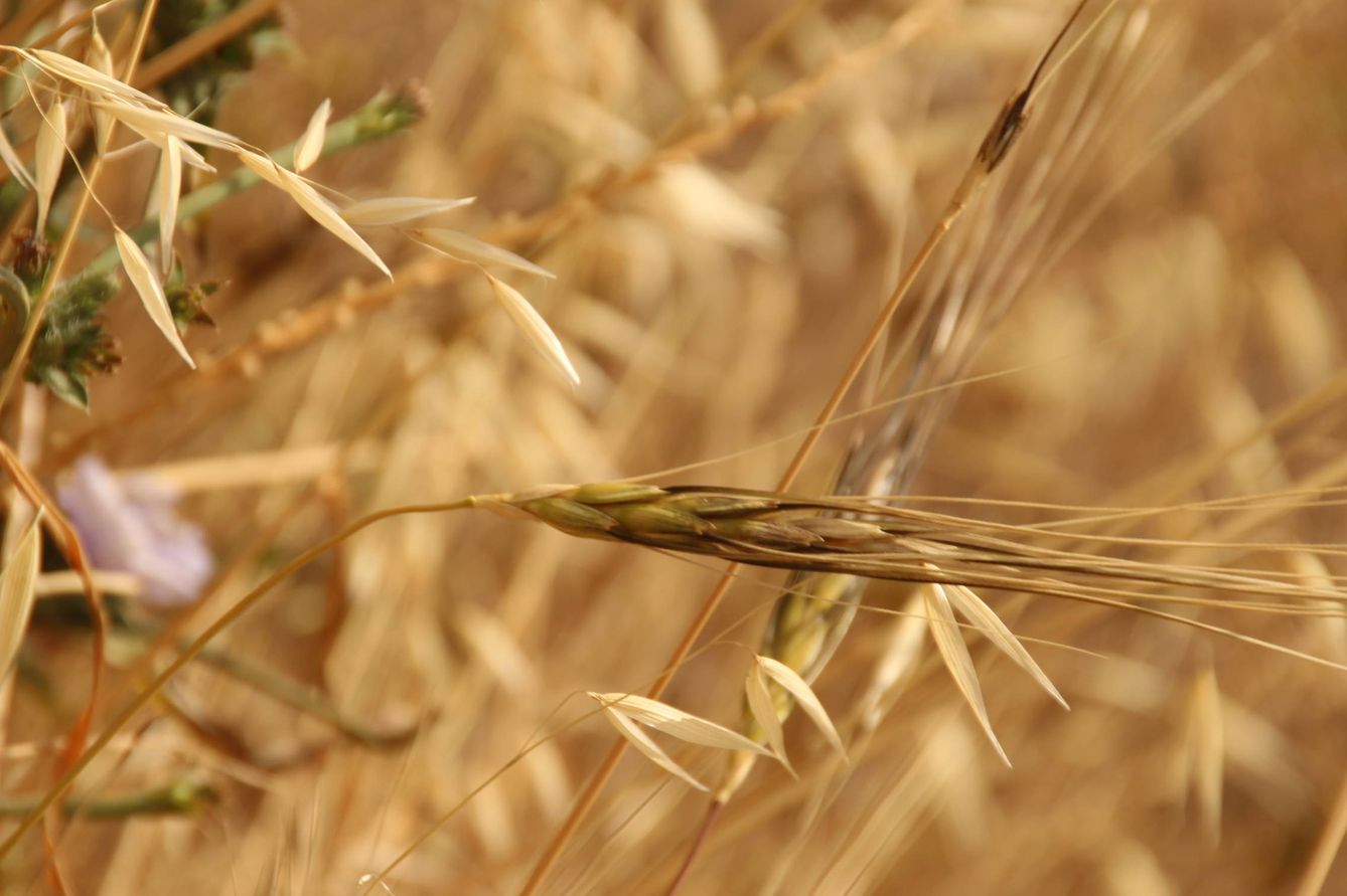 La sequía está afectando incluso al crecimiento de una variedad de secano como el trigo.
