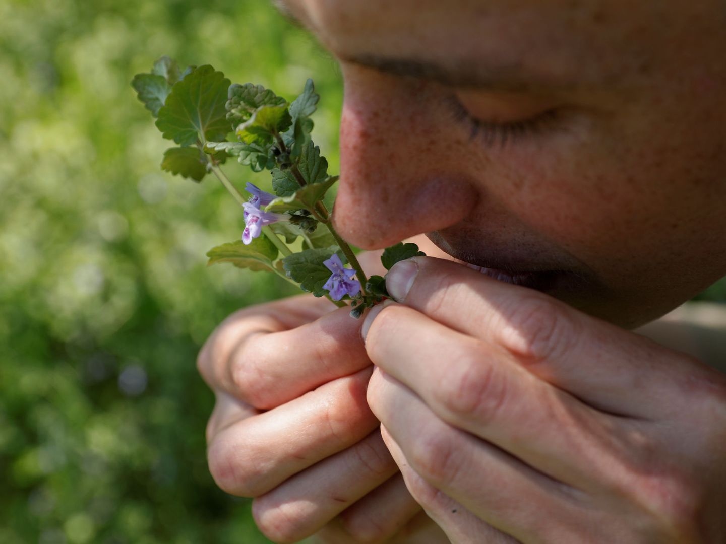 Hayden Stebbins, etnobotánico, huele un ramito de hiedra silvestre (Reuters)