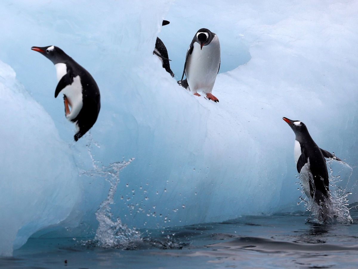 Foto: Varios pingüinos saltan a un iceberg en la Antártida. Foto: EFE Felipe Trueba