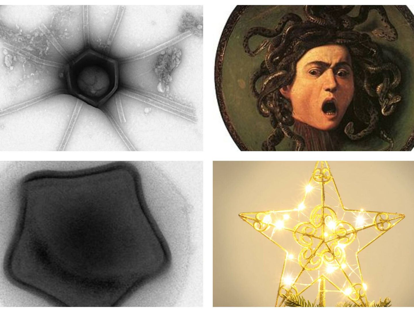 Los microorganismos apodados como 'Medusa' y 'Estrella de Navidad'. (bioRxiv)