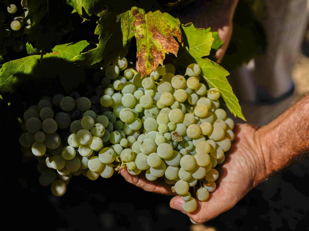 Foto: Facua advierte que el precio de las uvas ha subido en los principales supermercados. (EFE/Rafa Alcaide)