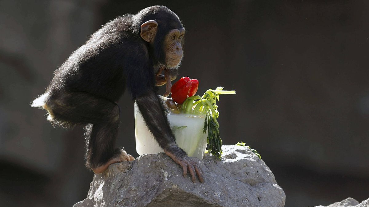 Nace en Bioparc Valencia una cría de una subespecie de chimpancé en peligro crítico de extinción