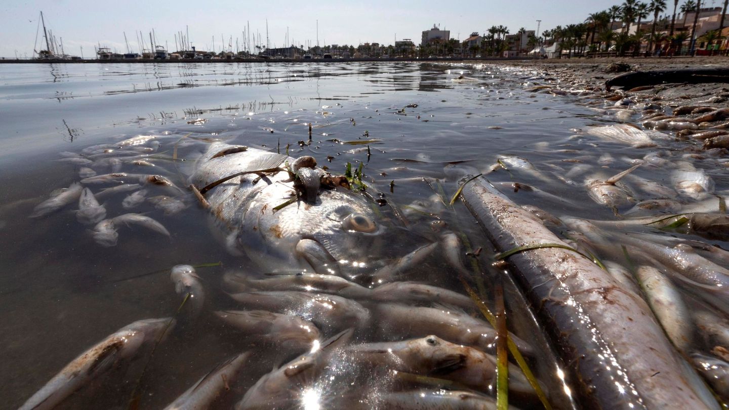 Peces muertos en el Mar Menor. (EFE/M. Guillén)