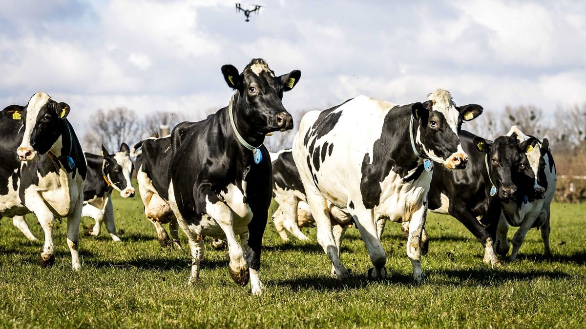 Nueva Zelanda anuncia una misión de control espacial para rastrear los eructos de vacas