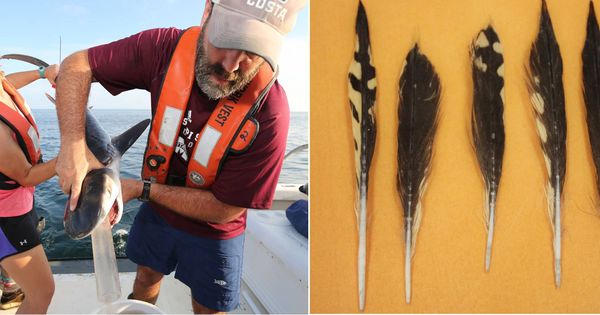 Foto: Los investigadores vaciando el estómago de un bebé tiburón donde hallaron plumas (Marcus Drymon)