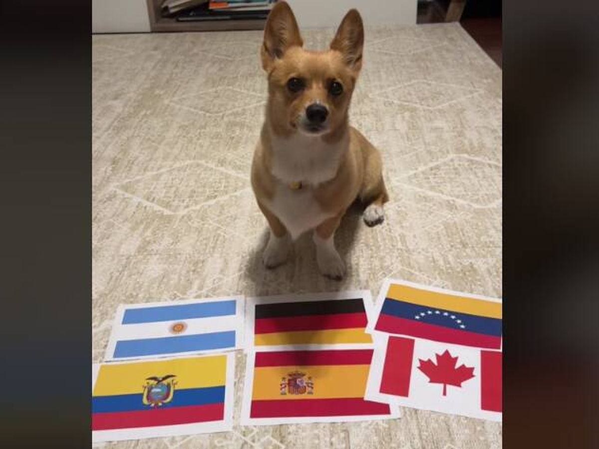 Foto: El can ya acumula más de un millón de seguidores en sus redes sociales. (TikTok/aircorg)