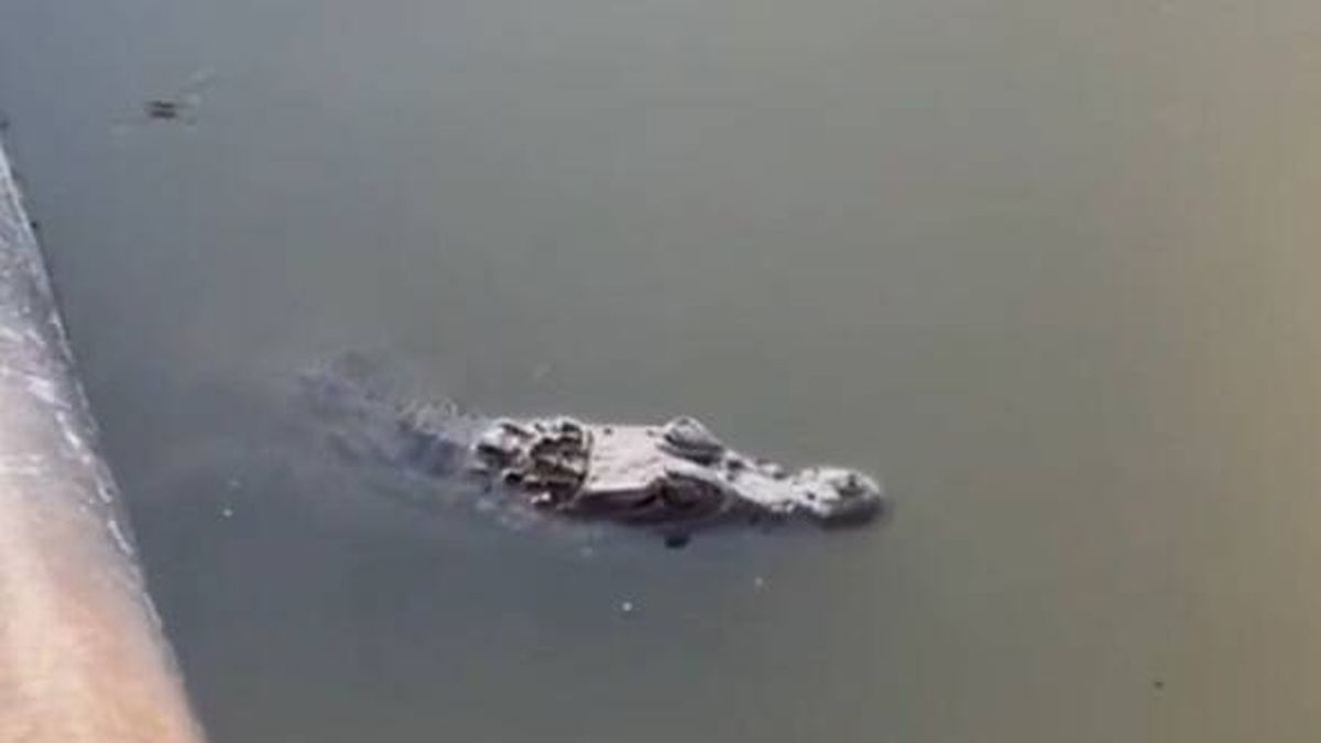 "Hay un caimán en mi estanque": así fue el espectacular rescate de este animal en Toledo