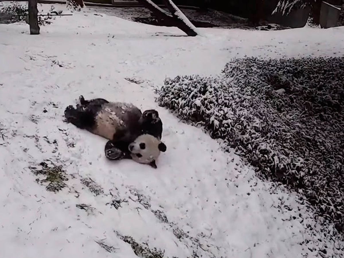 Foto: El panda se deslizó por la ladera nevada como por un tobogán natural (Facebook)