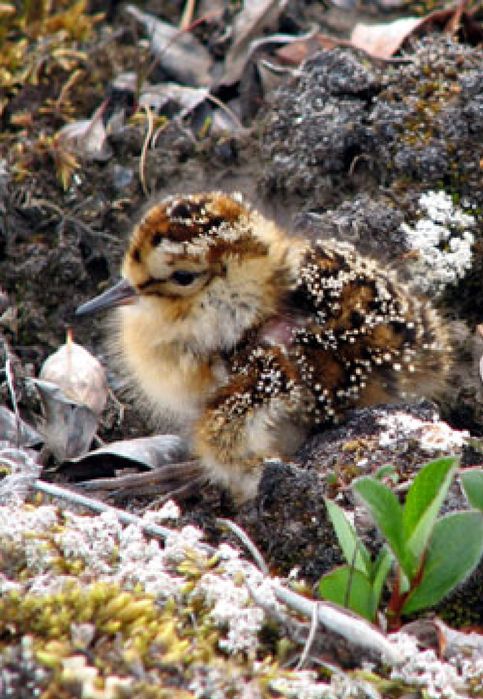 ¿Por qué vuelan algunas aves hasta el Ártico para poner sus huevos?