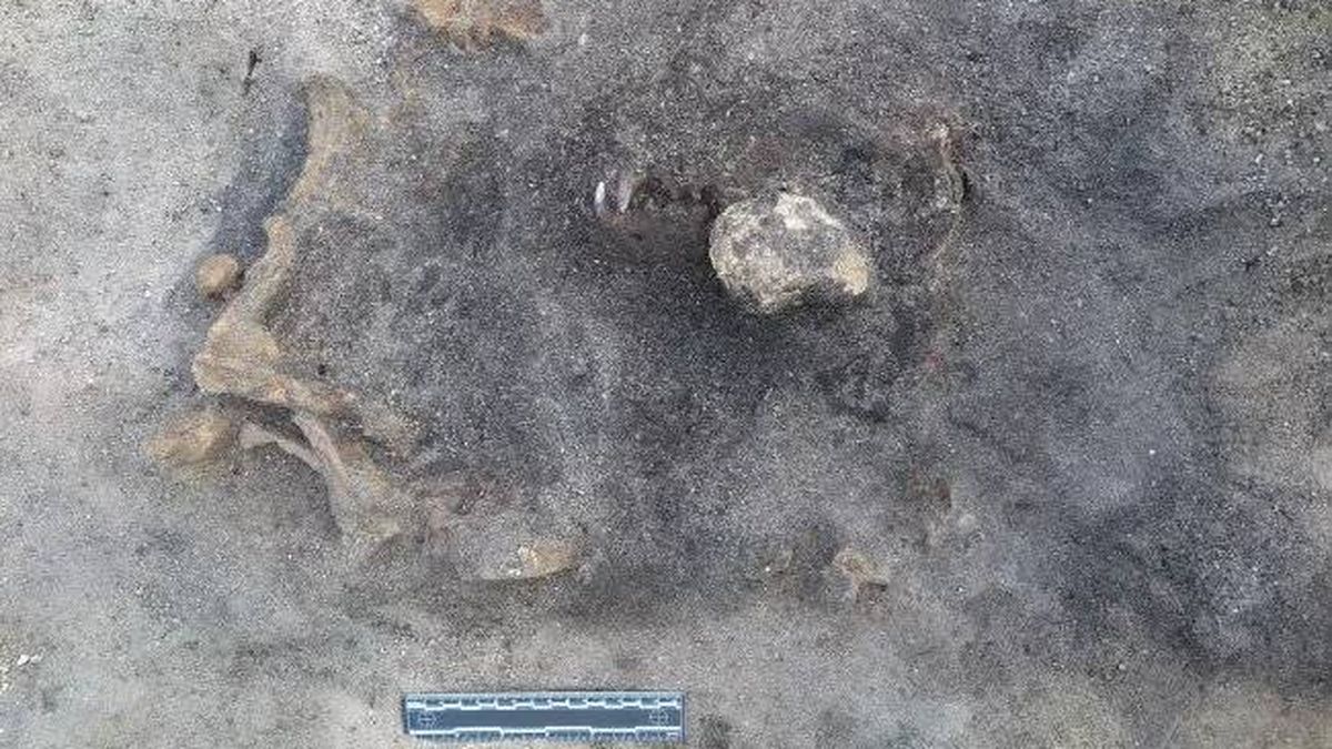 Encuentran restos de un perro de hace 8.400 años enterrado junto a su dueño 