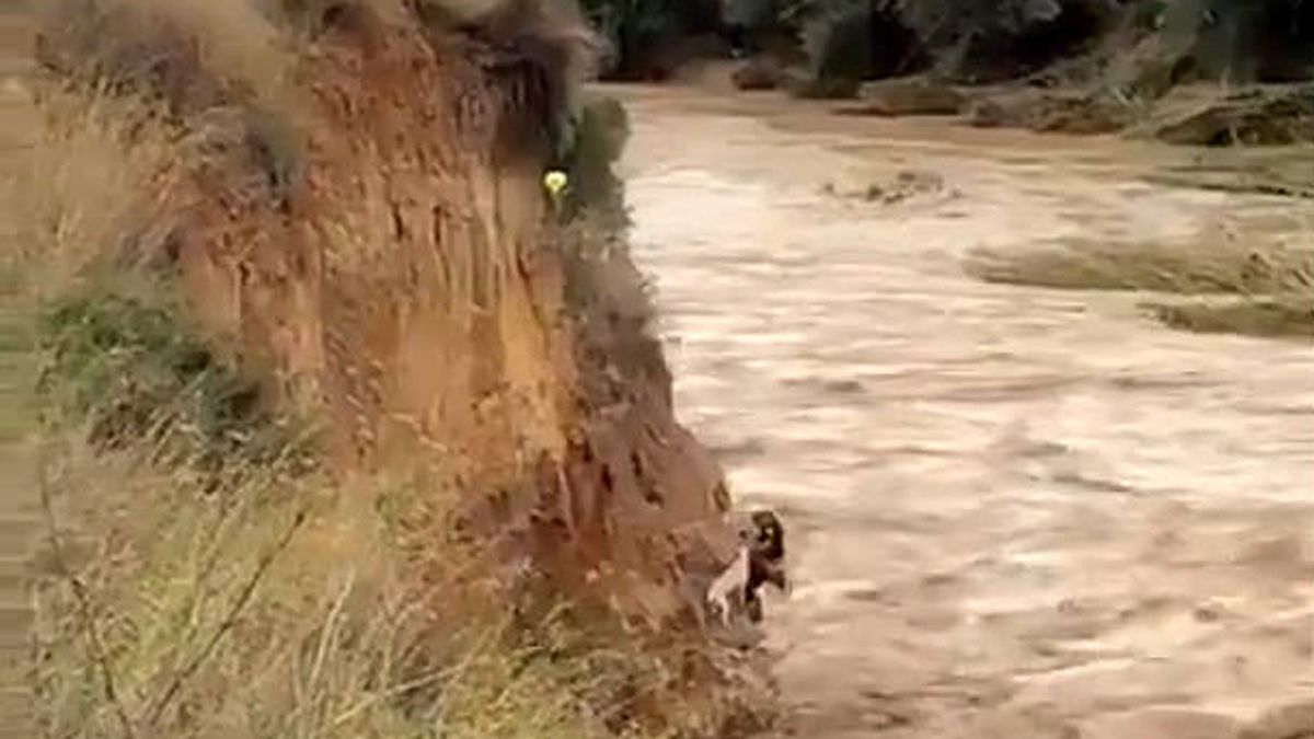 Dos guardias civiles se juegan la vida para rescatar a un perro de las inundaciones