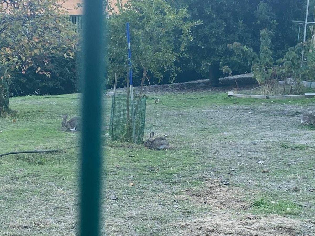 Foto: Conejos dentro del recinto del colegio Pinar de San José. (Foto cedida por Mateo Meléndrez) 