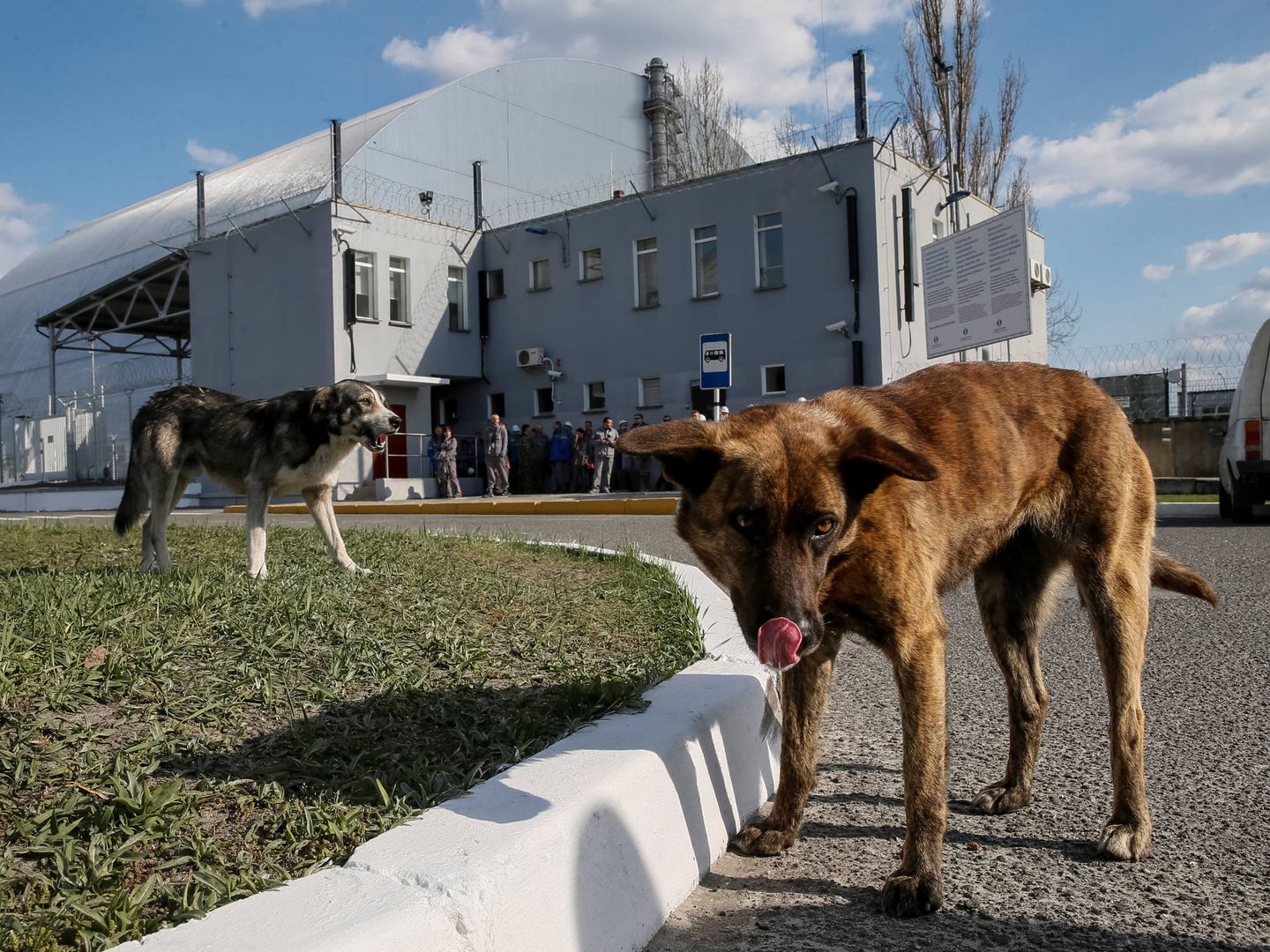 Perros en Chernobil (Reuters)