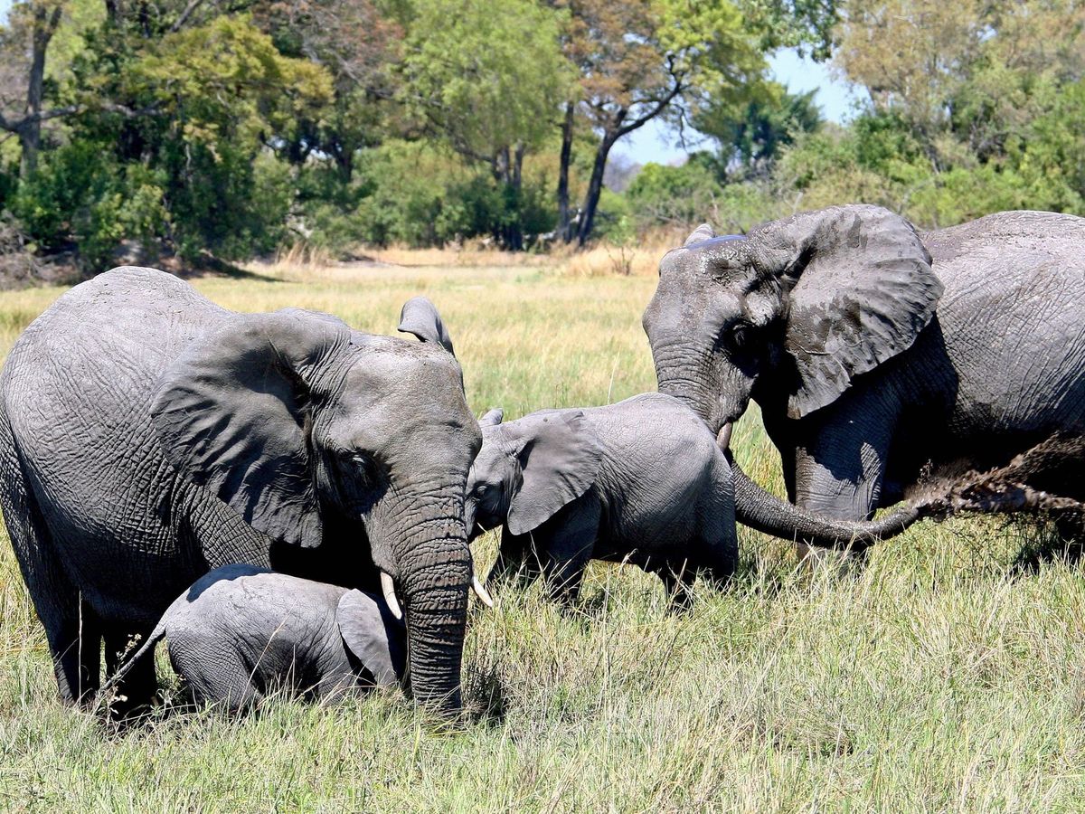 Foto: Elefantes en Botsuana. (EFE)