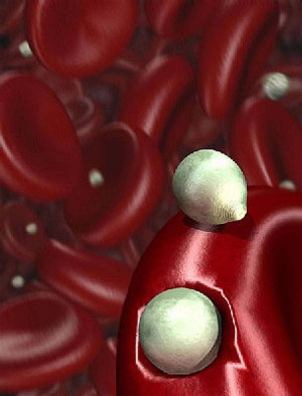 Foto: La berberina reduce la cantidad de azúcar y colesterol 'malo' en sangre
