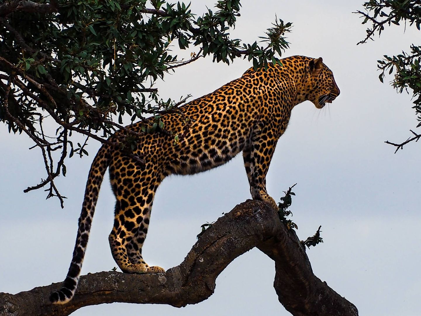 El éxito de la conservación del jaguar abre nuevas oportunidades para el ecoturismo (Unsplash)