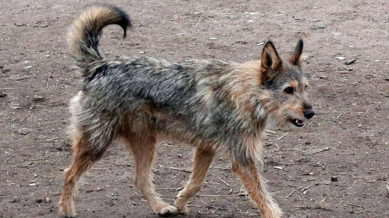 Miles de perros, abandonados en Galicia con la nueva Ley de Bienestar Animal