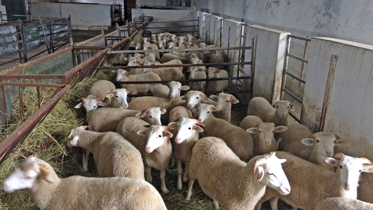 Diplomacia para vender corderos: el acuerdo con Arabia Saudí que da aire a los ganaderos
