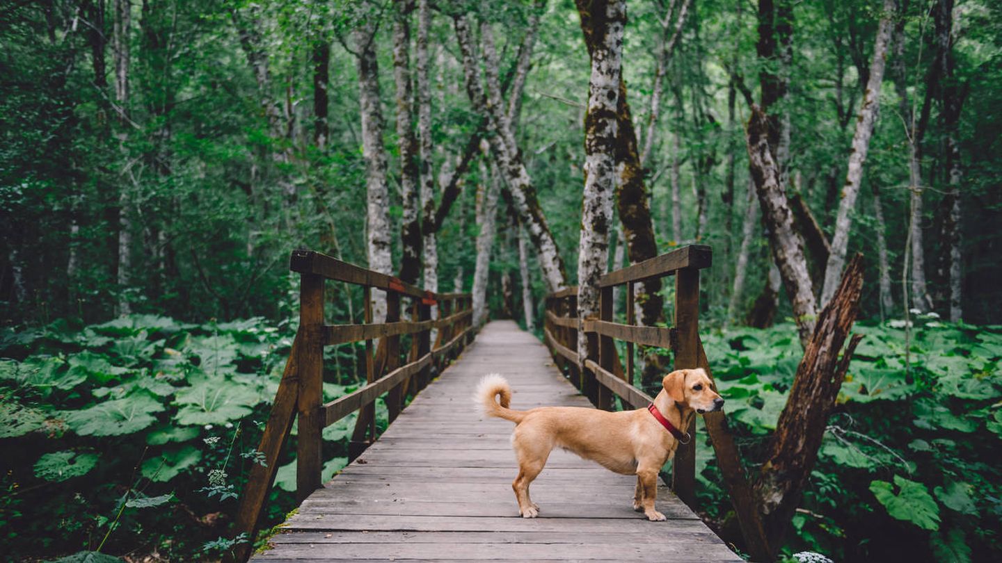 Escocia ya ha prohibido que los dueños paseen a sus perros por el dichoso puente. (iStock)