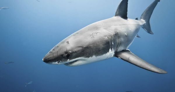 Foto: Foto de recurso de un tiburón