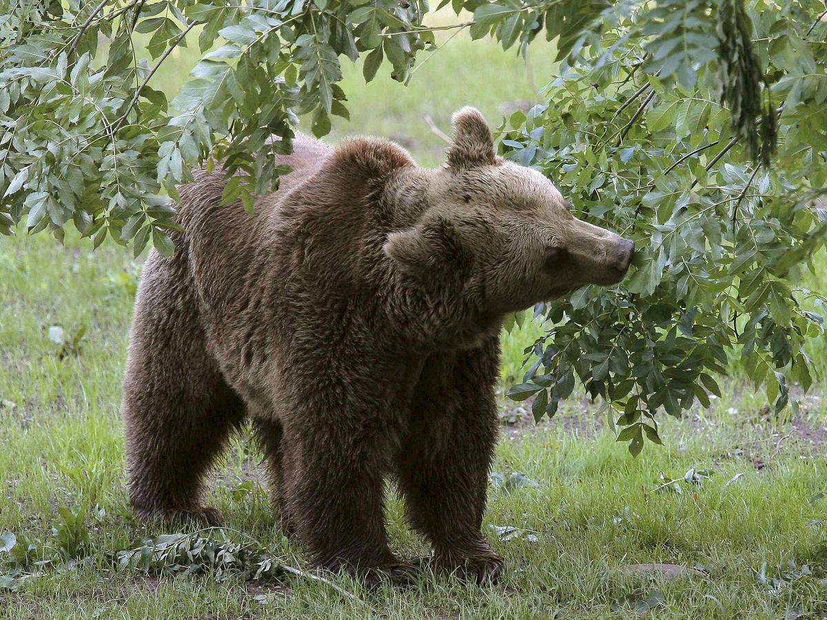 Foto: El oso se levantó sobre sus patas traseras y atacó a la mujer. (EFE / J.L. Cereijido)