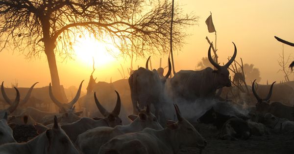 Foto: En Sudán del Sur es habitual el pago de dotes con vacas (G. Araluce).