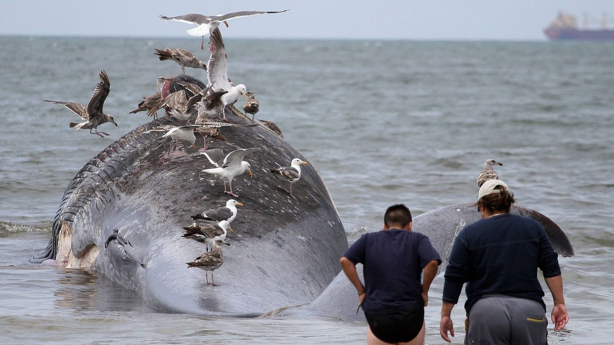 La ciencia podría haber resuelto el misterio de las ballenas varadas en el Pacífico