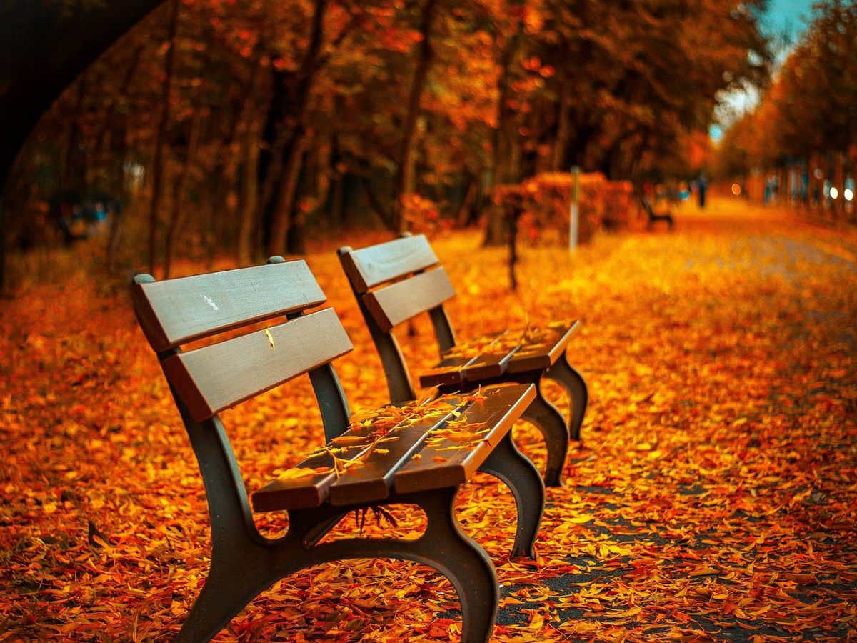 Foto: Las hojas de los árboles caen sobre un banco en otoño. (Pixabay)