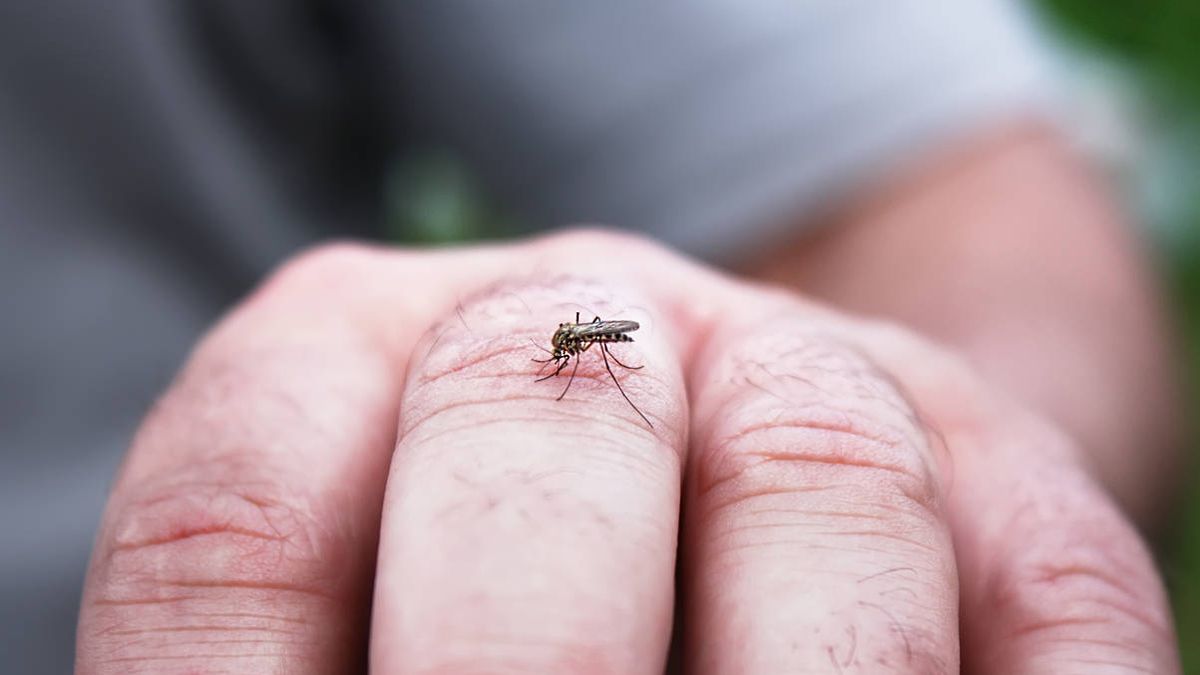 Por qué los mosquitos prefieren picar a unas personas y no a otras 