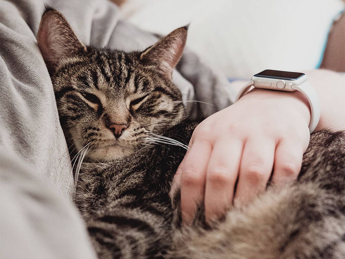 Foto: ¿Quieres que tu gato sea más sociable? Vigila su periodo de socialización y sensibilización (Unsplash/Chris Abney)