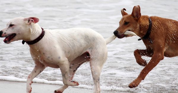 Foto: El Congreso ha pactado prohibir el corte del rabo de los perros por motivos estéticos (CC)