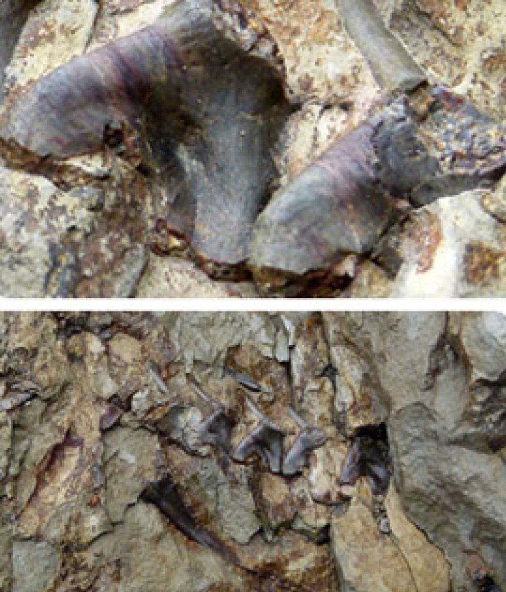 Foto: Un valioso fósil de 70 millones de años, robado en Lleida