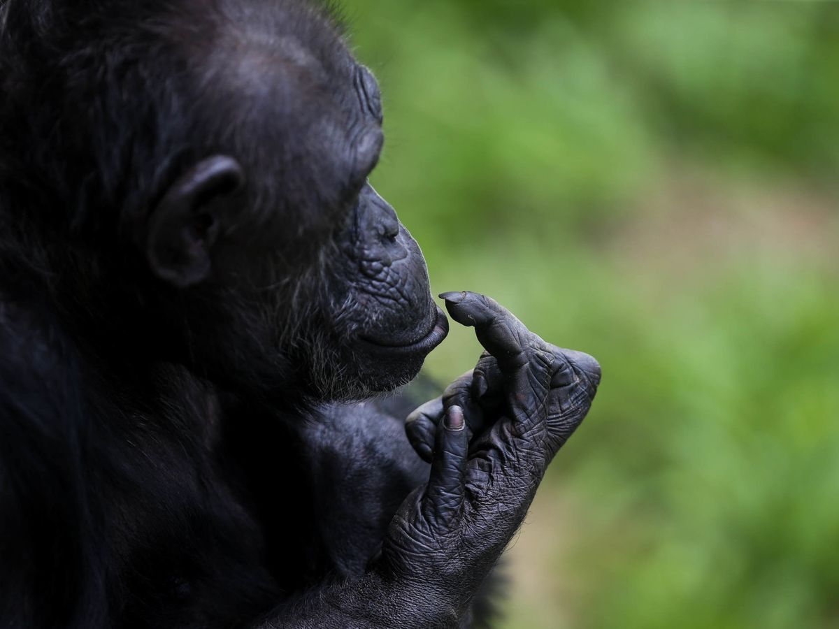 Foto: Hay muy pocos patógenos que infectan a los chimpancés y no a los humanos. (EFE)