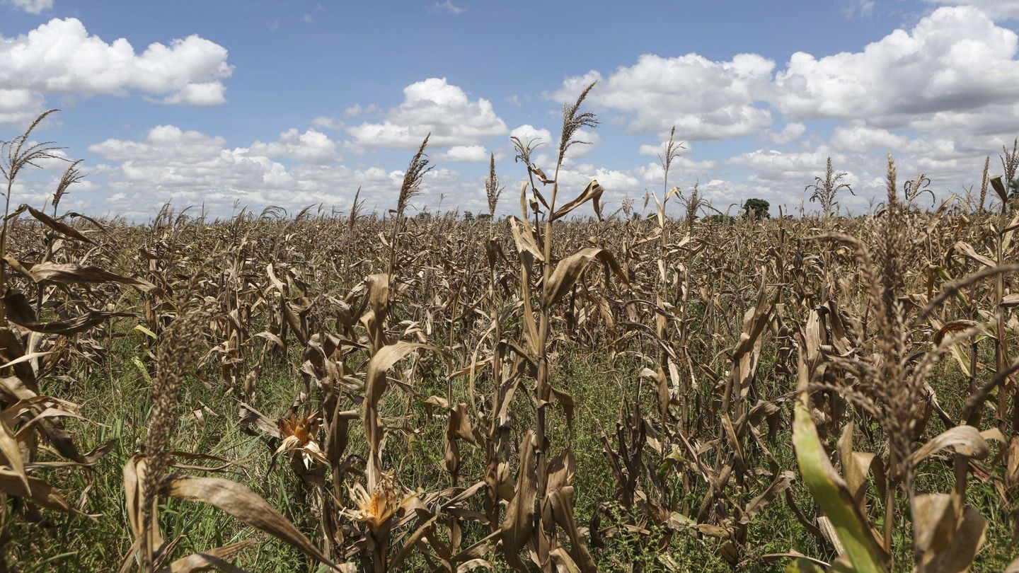 Las graves sequías amenazan la seguridad alimentaria. (EFE/Elena Rodríguez)