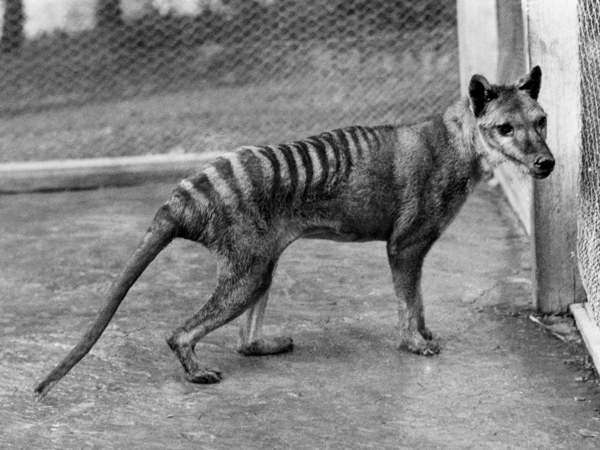 Foto: Fotografía de archivo de un tigre de Tasmania. (EFE/Kathryn Medlock/Tasmanian Museum and Art Gallery)