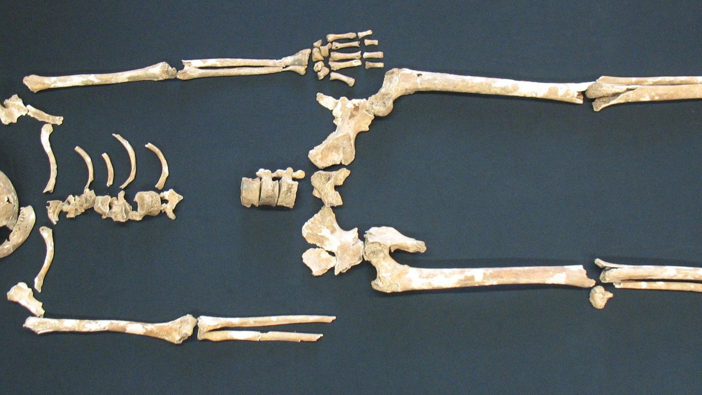 Uno de los esqueletos que han sido analizados. (Universidad McMaster)