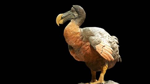 La gran obsesión científica es resucitar al pájaro dodo, pero nadie lo puede conseguir