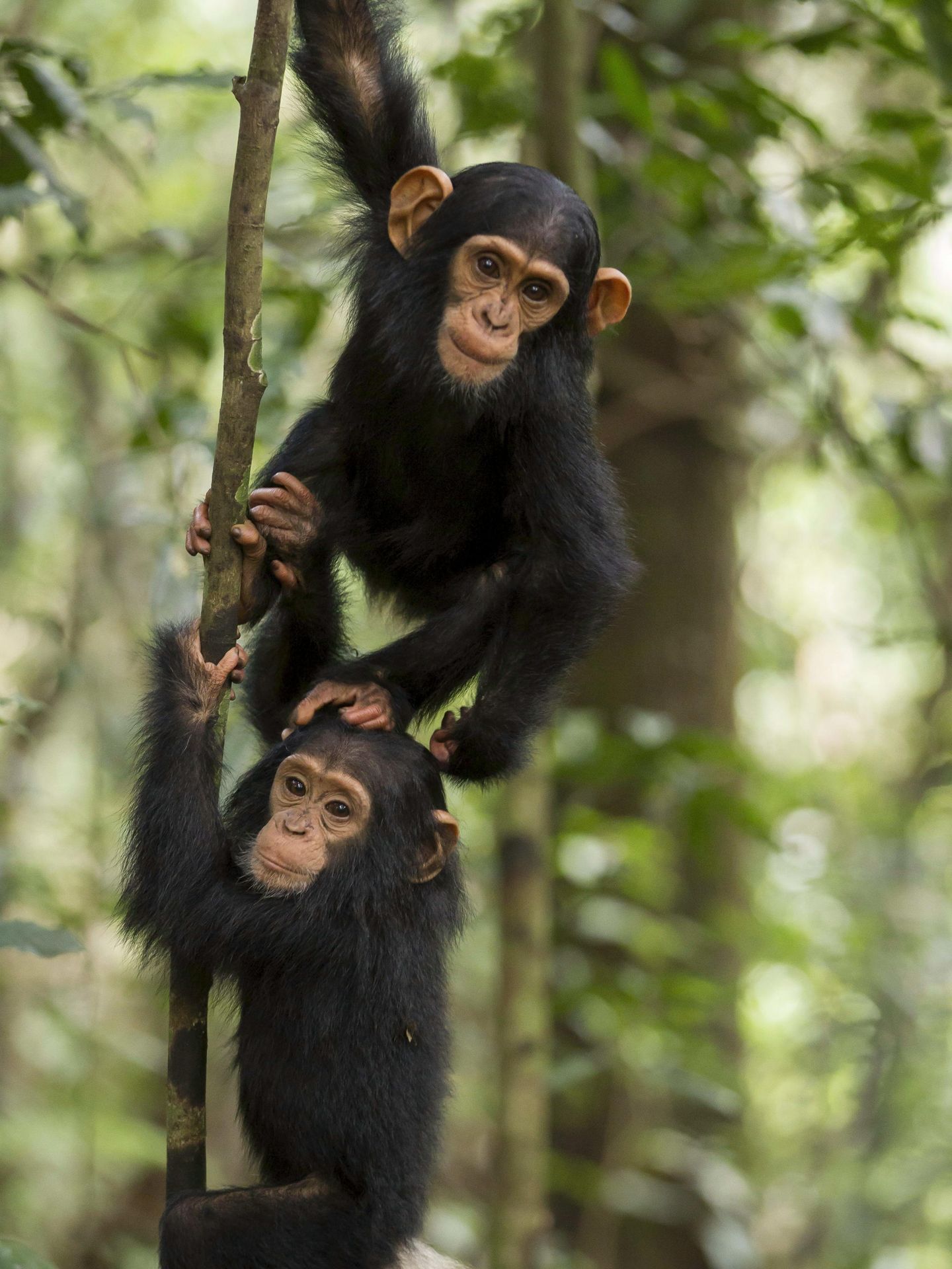 Dos jóvenes chimpancés jugando (EFE/Jean Michel Krief)