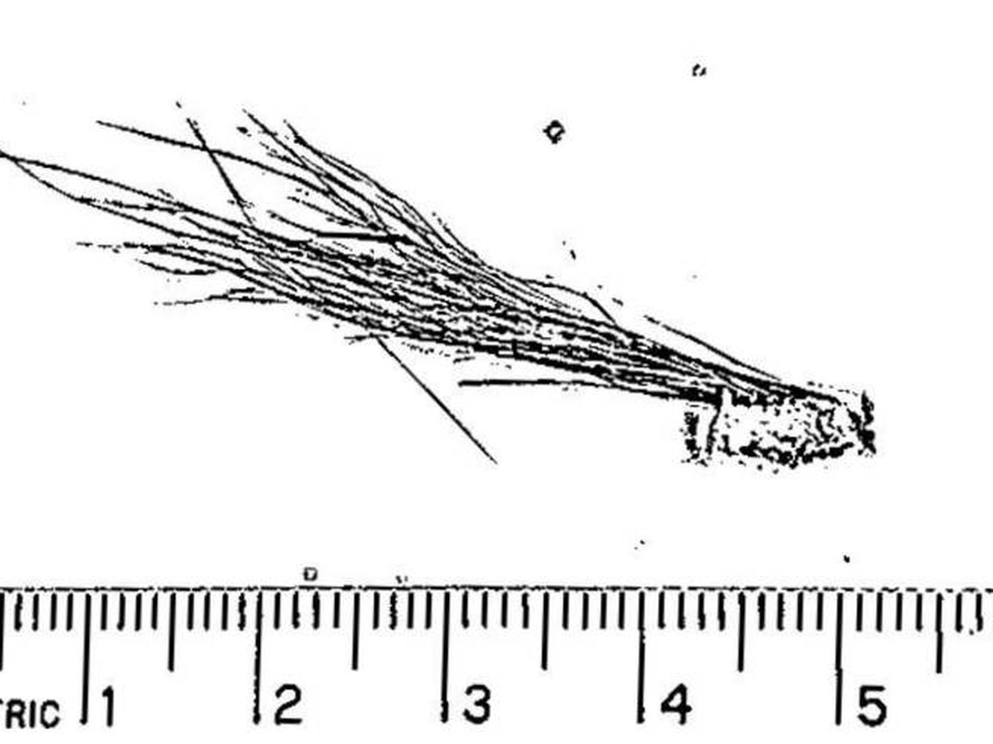 Imagen del cabello que el FBI analizó en 1976. (FBI)