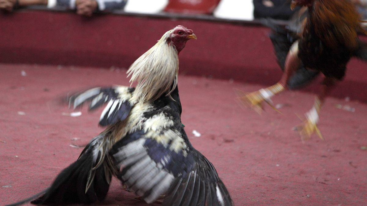 Peleas ilegales de gallos, posible motivo del tiroteo con un muerto en Almería