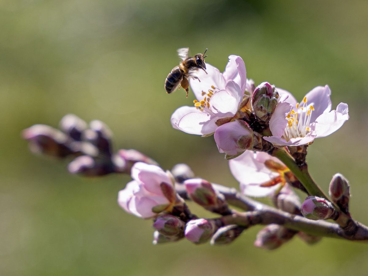 Foto: Una abeja recolecta polen en una flor de almendro. (EFE/Raquel Manzanares)