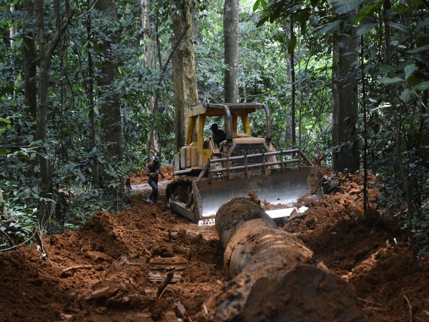 Tala de árboles en un bosque de Gabón (EFE)