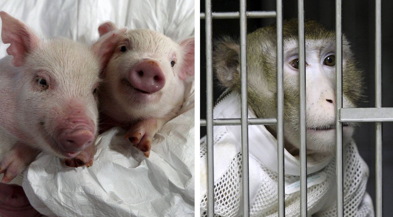 Combo fotográfico que muestra a un mono que recibió el corazón de un cerdo clonado. La intervención se realizó en 2012 en Corea del Sur. (EFE/Yonhap)