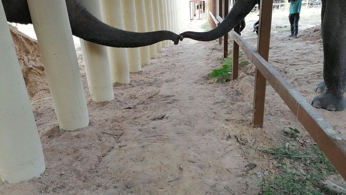 El elefante más solitario del mundo tendrá compañía después de 8 años