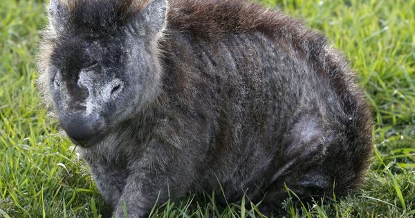 Foto: El secreto de las heces cúbicas de los wombat, al descubierto (EFE EPA/Barbara Walton)