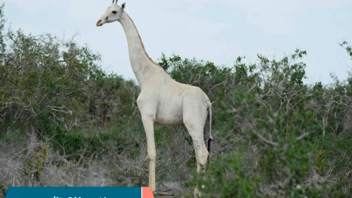 La única jirafa blanca del mundo estará protegida con GPS